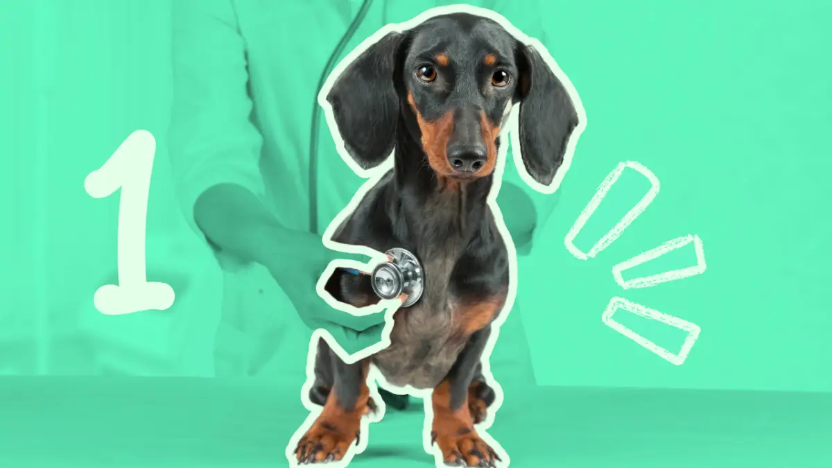 Veterinarios expertos impartiendo formaci&oacute;n pr&aacute;ctica