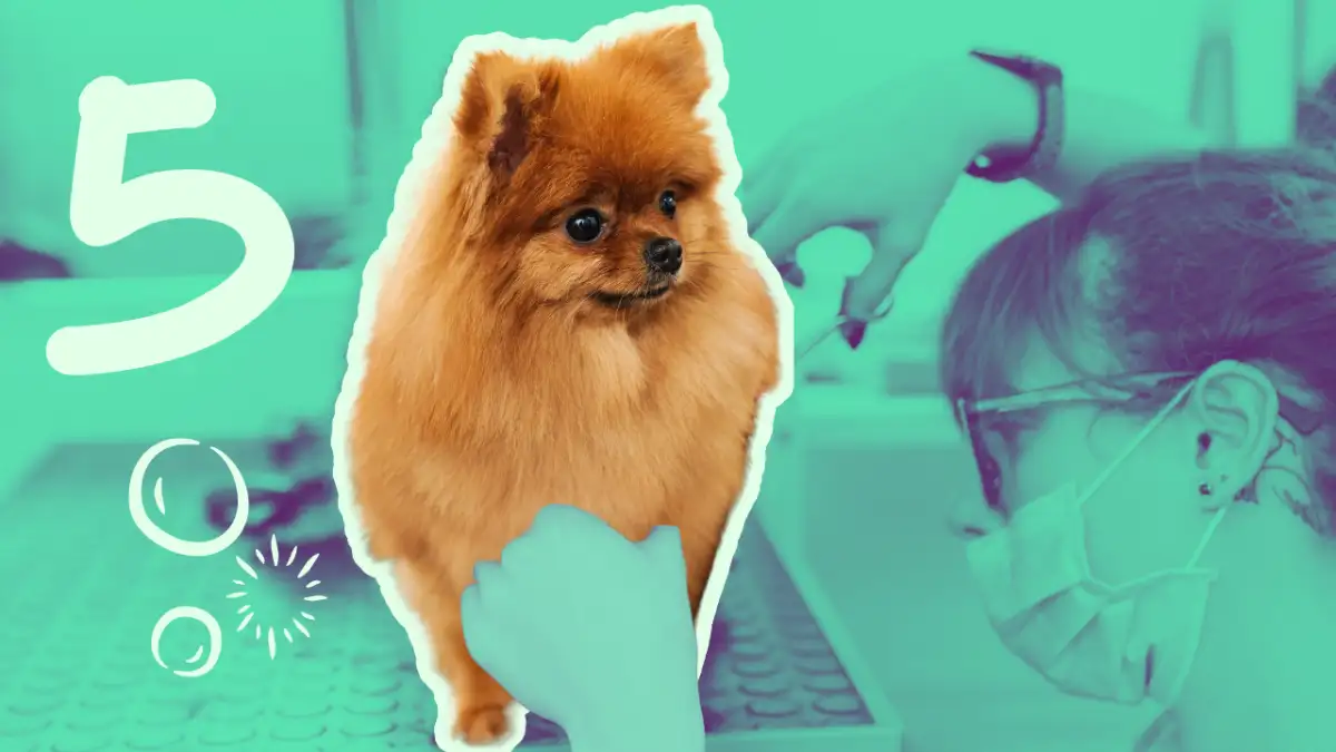 Preparaci&oacute;n pr&aacute;ctica para el futuro profesional veterinario