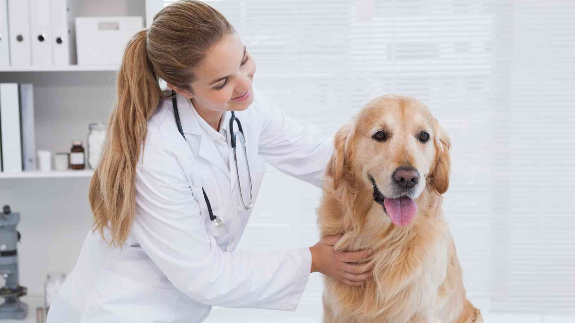 Curso Superior de Enfermería Veterinaria