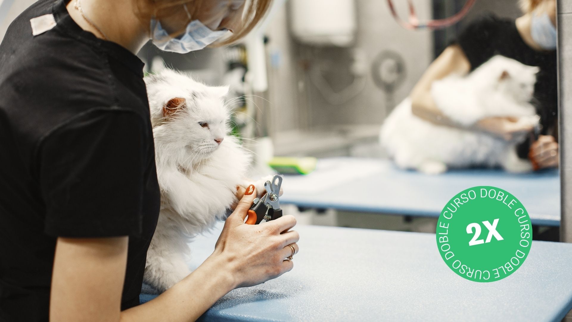 Curso Enfermería Veterinaria y Peluquería Canina y Felina