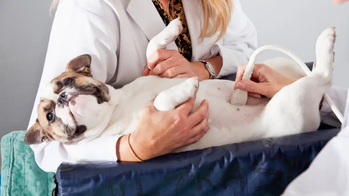 Diferencias entre auxiliar veterinario y enfermero veterinario