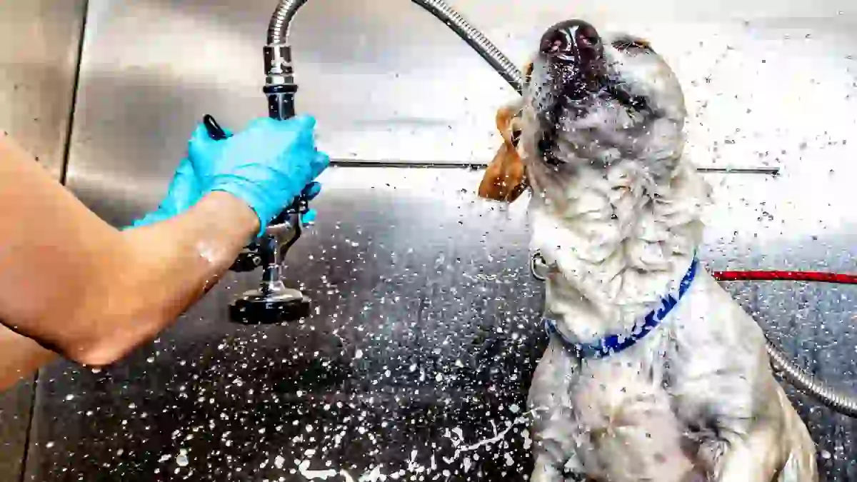 Cuánto puede ganar un profesional de la peluquería canina en España