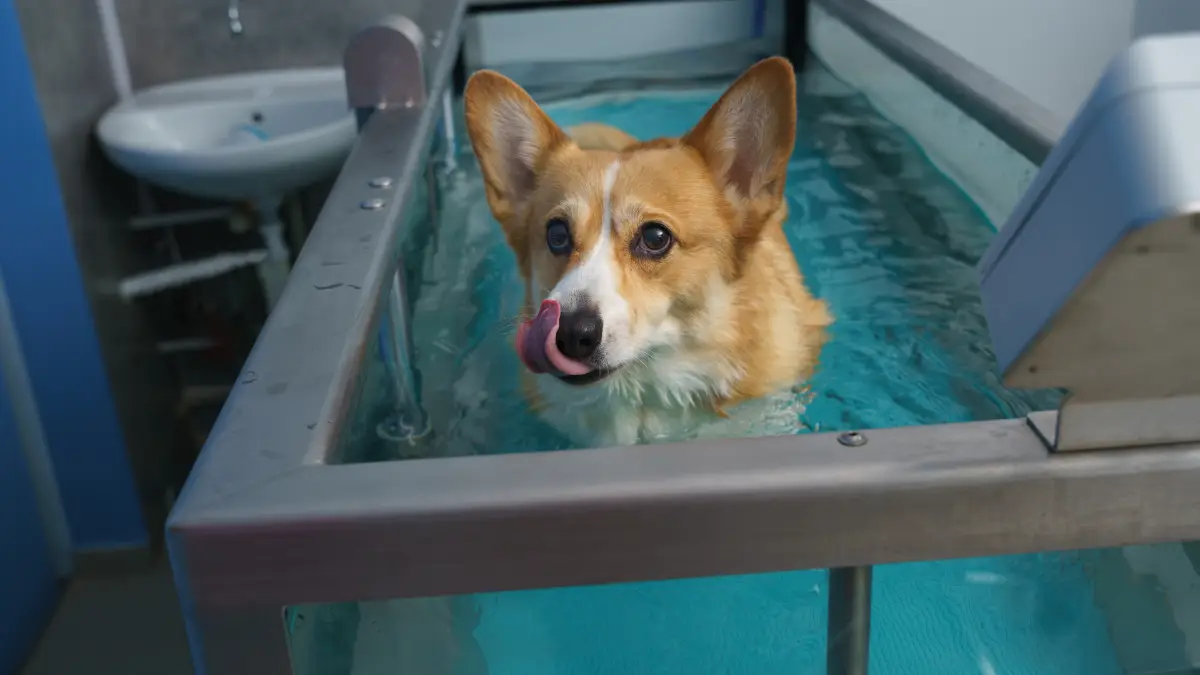 La fisioterapia veterinaria gana peso en la recuperación postquirúrgica