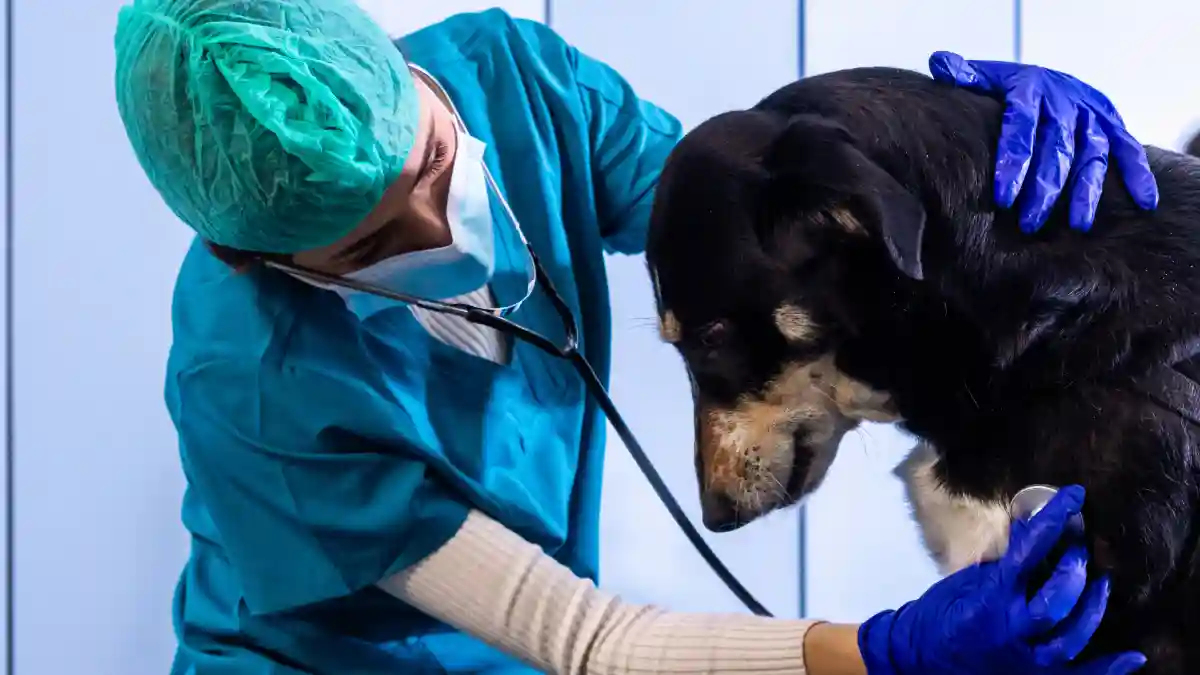 Aumento de la demanda de enfermería veterinaria en España en 2026