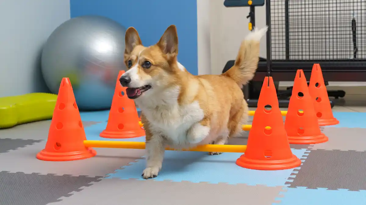 Rehabilitación veterinaria: la especialización que está transformando el sector