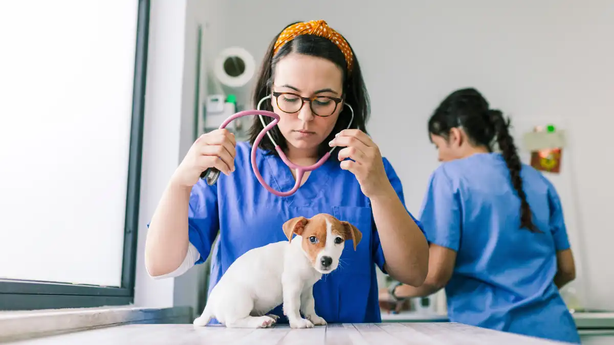 Especializarse en veterinaria en 2026: qué áreas tienen más proyección laboral