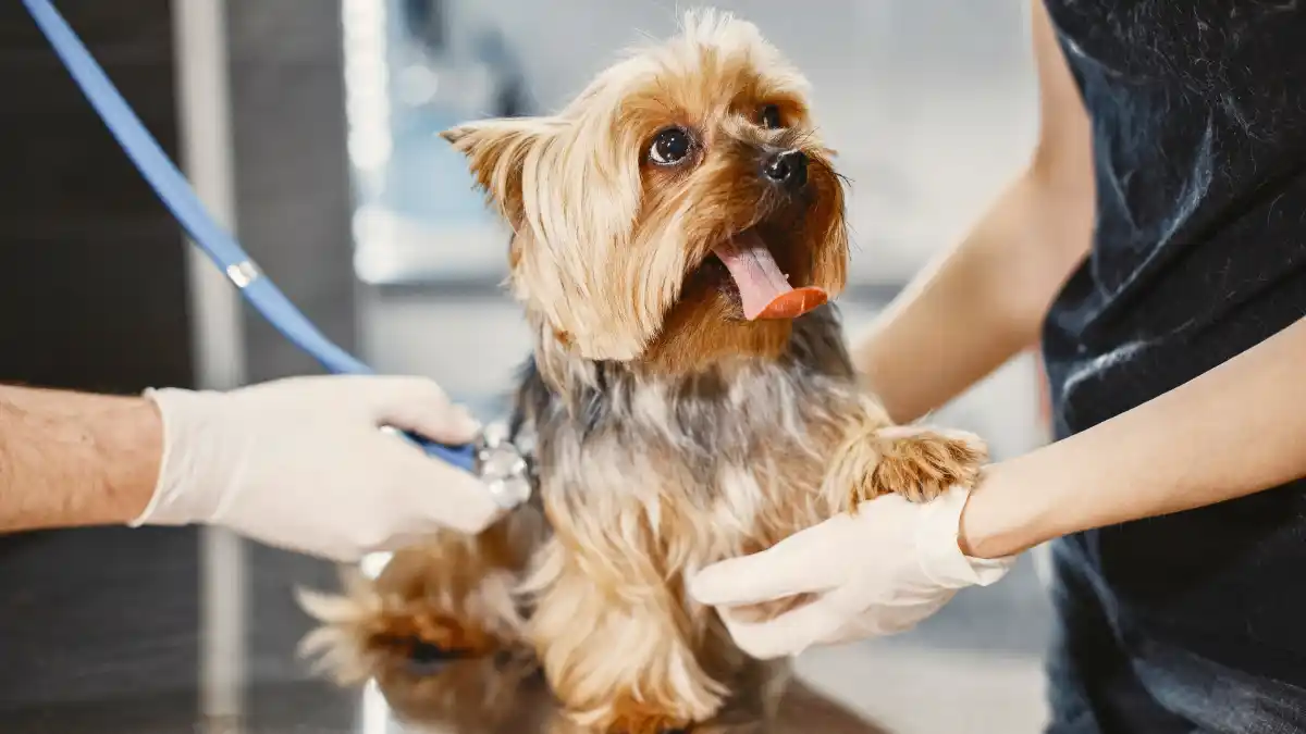 Nuevas normativas sobre bienestar animal y su impacto en clínicas veterinarias