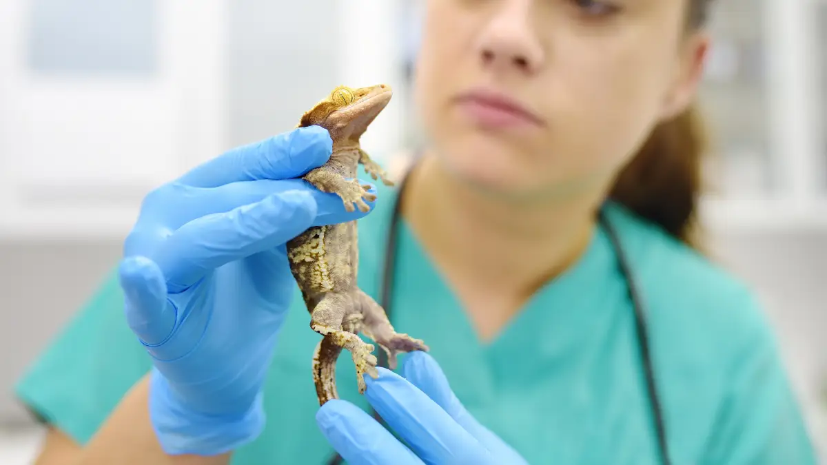 Errores comunes en el manejo de animales exóticos en consulta veterinaria: riesgos clínicos y cómo evitarlos