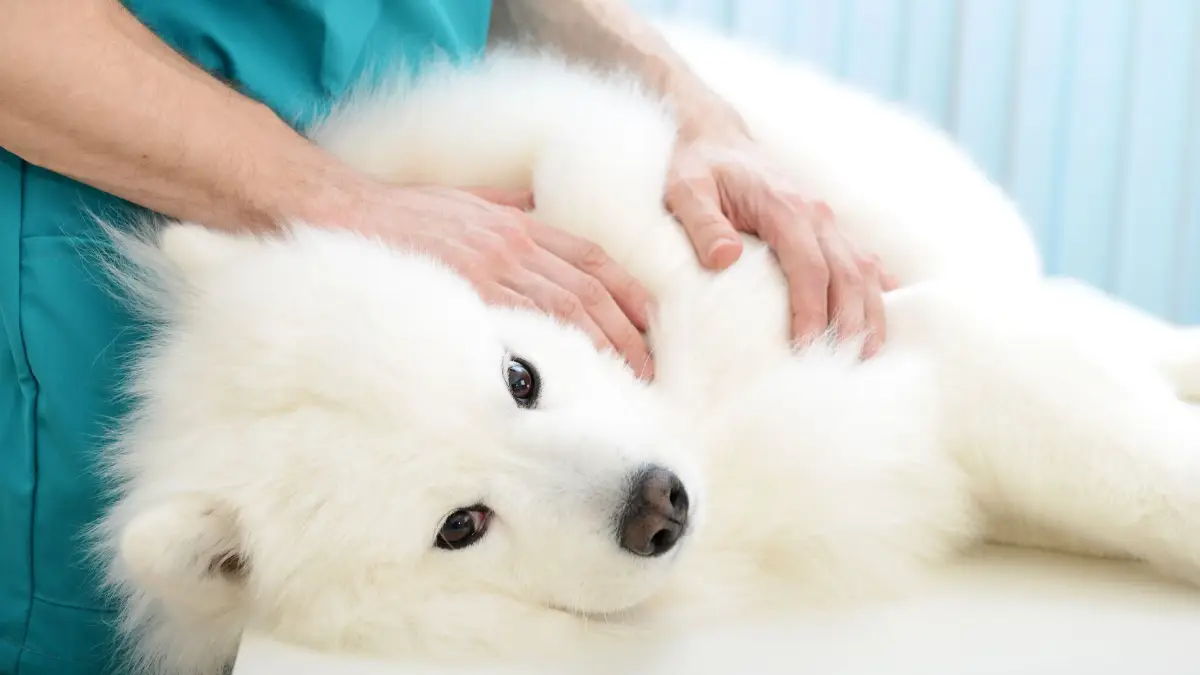 Cómo saber si tu clínica necesita incorporar un servicio de fisioterapia veterinaria