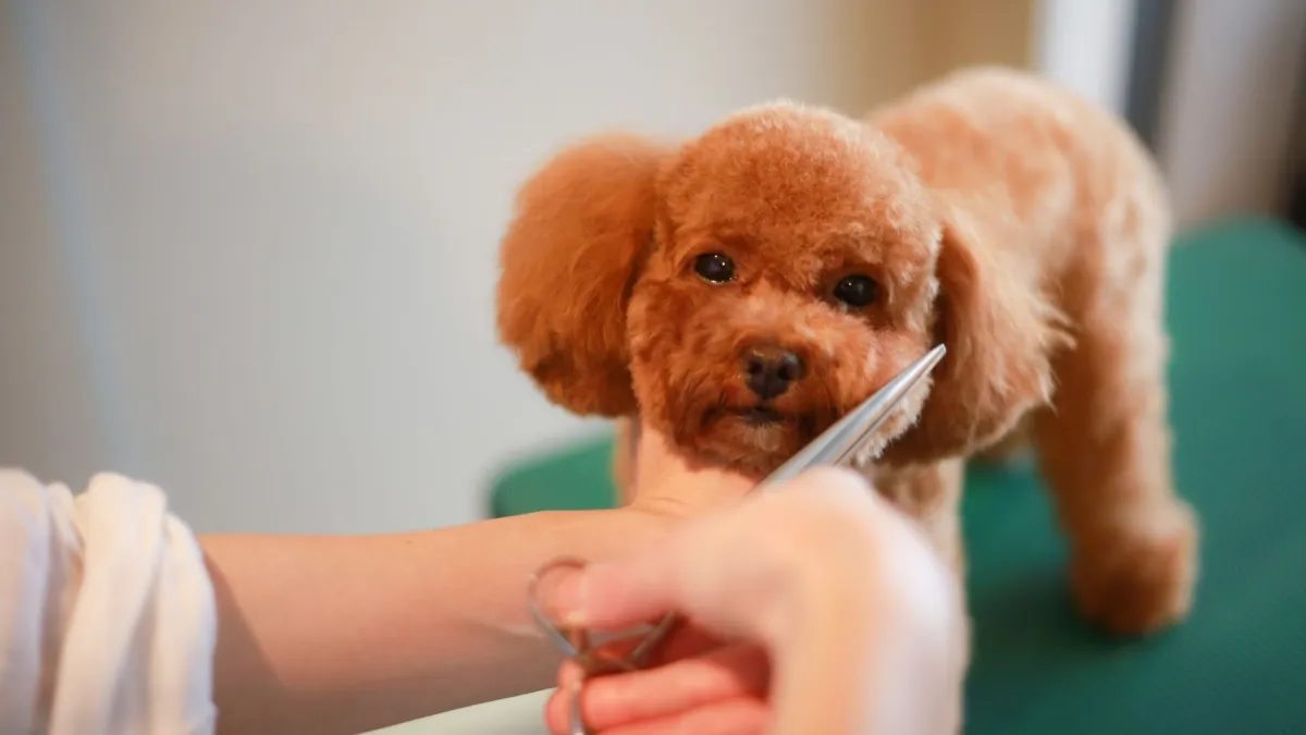 Peluquería Canina para Caniche: cuidados, baños y estilos de corte más demandados