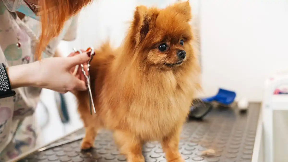 Peluquería Canina para Pomerania: mantenimiento del manto doble y cortes más adecuados
